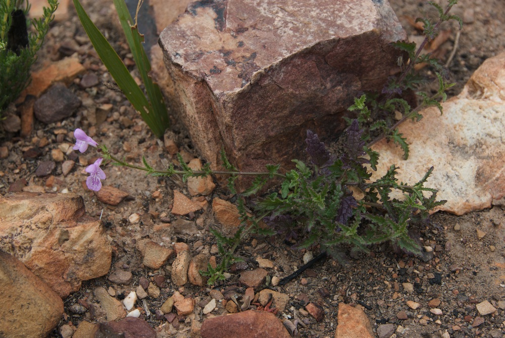 Lamiaceae Salvia namaensis