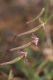 image of Silene burchellii