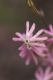 image of Silene burchellii