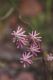 image of Silene burchellii