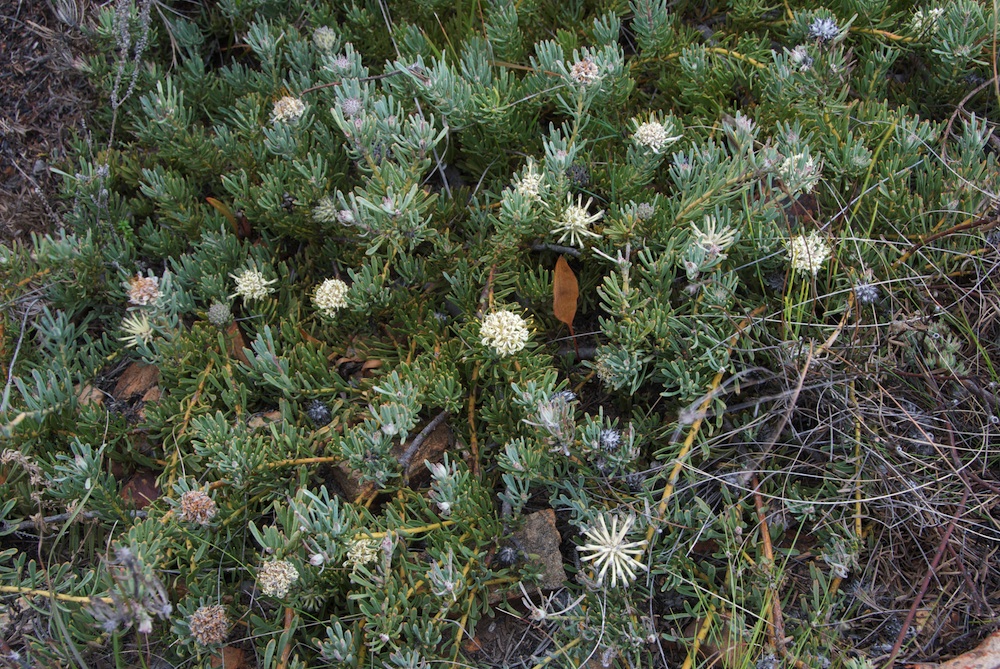 Proteaceae Vexatorella obtusata
