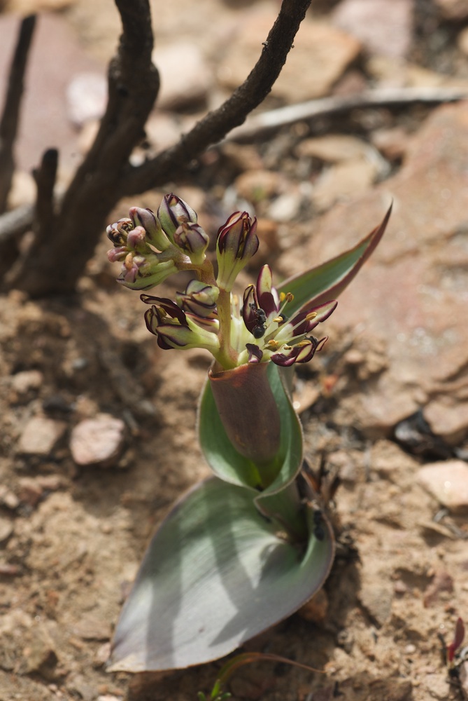 Colchicaceae Wurmbea compacta