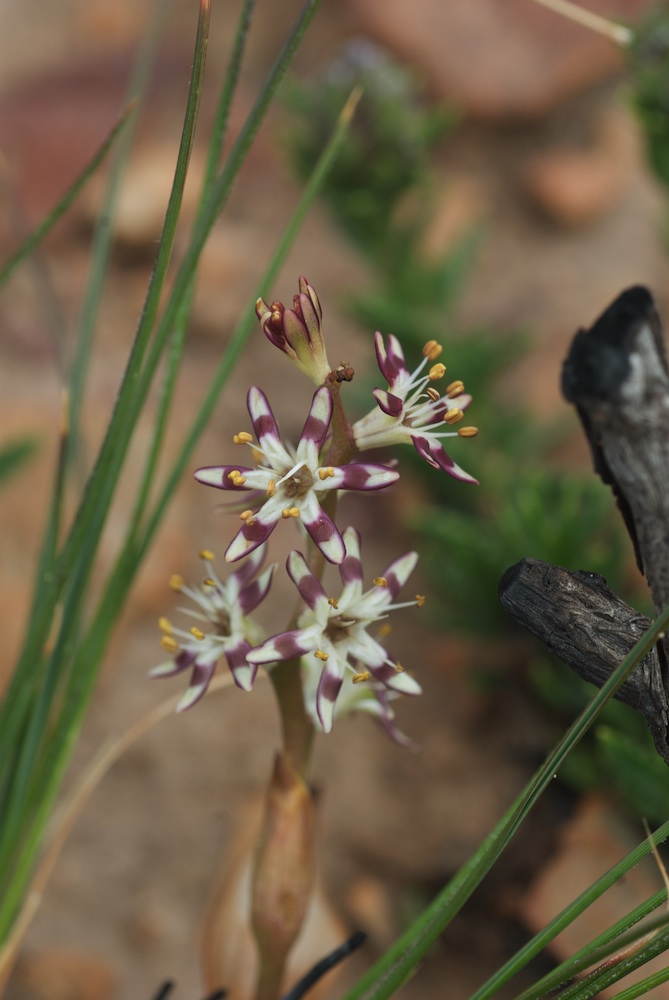 Colchicaceae Wurmbea compacta