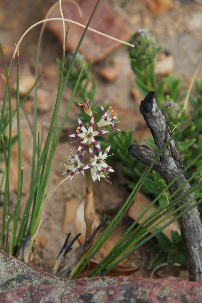 Colchicaceae Wurmbea compacta