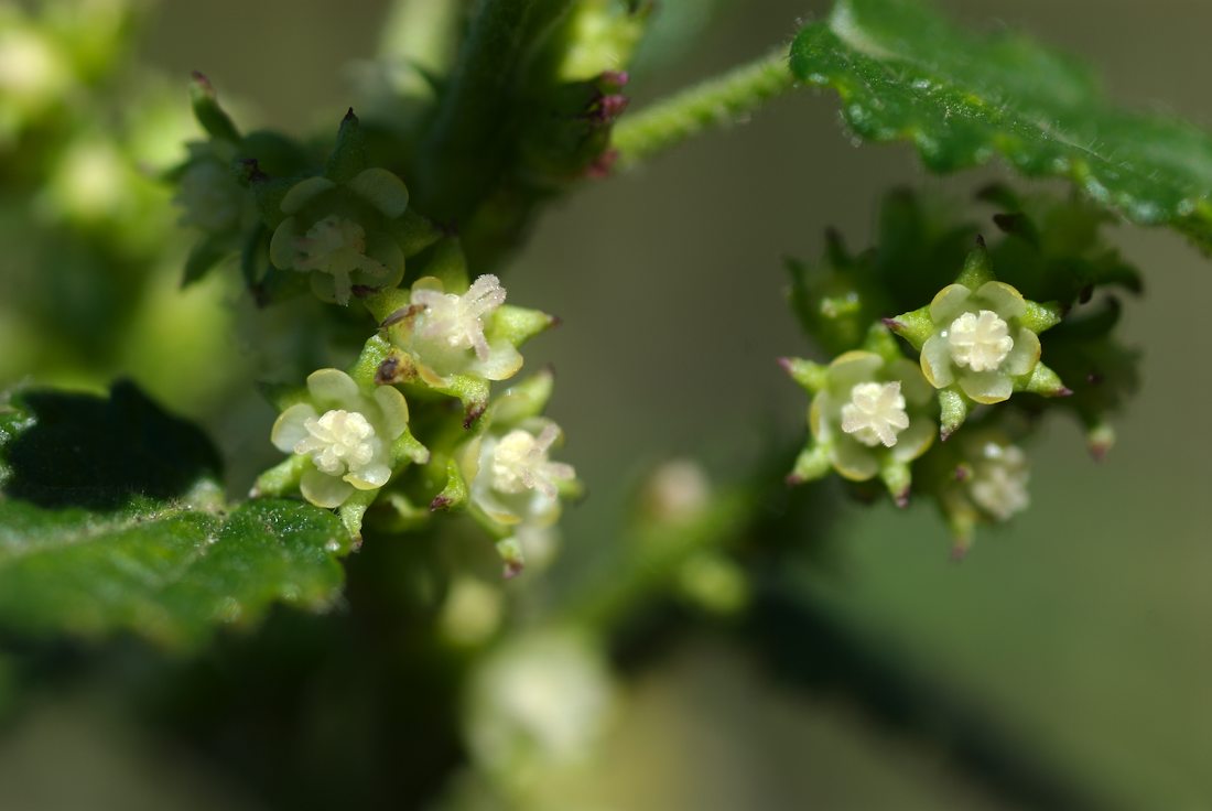 Malvaceae Gynatrix pulchella