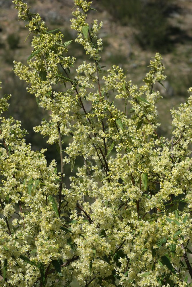 Malvaceae Gynatrix pulchella