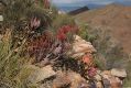 image of Aloe mitriformis