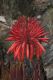 image of Aloe mitriformis