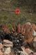 image of Aloe mitriformis