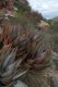 image of Aloe mitriformis