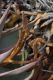 image of Aloe mitriformis