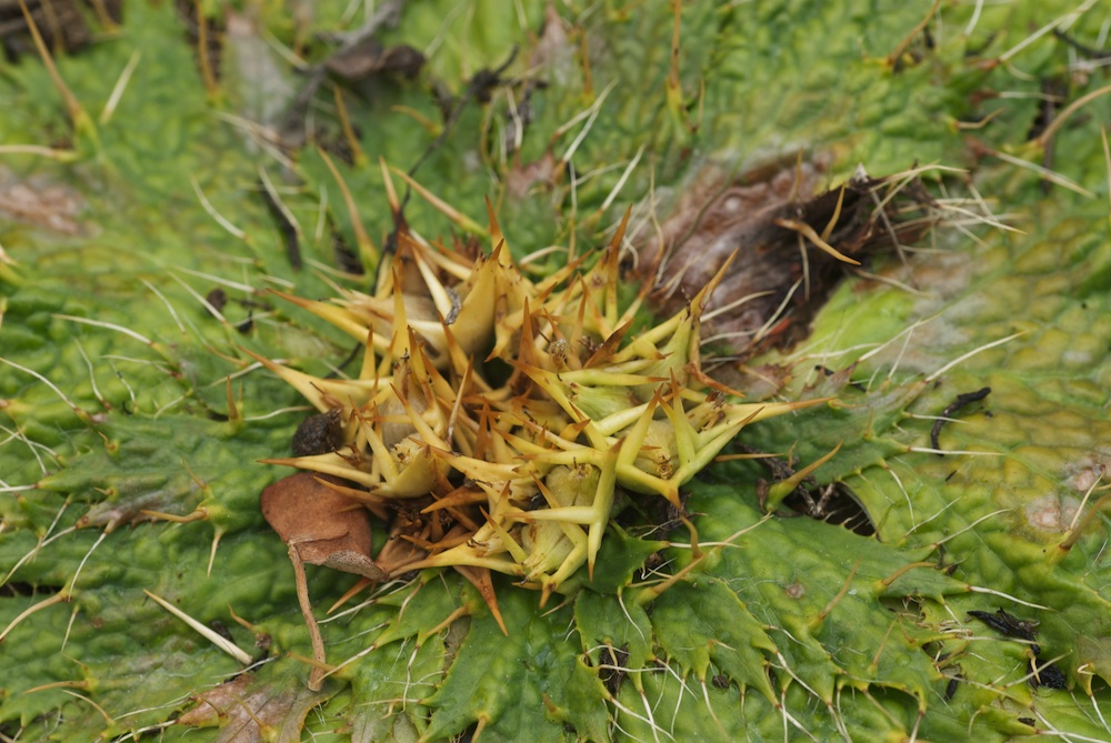 Apiaceae Arctopus echinatus