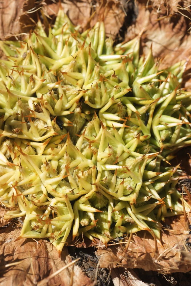 Apiaceae Arctopus echinatus