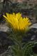 image of Berkheya armata