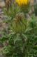 image of Berkheya armata