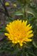 image of Berkheya armata
