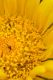 image of Berkheya armata