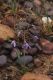 image of Cyanella hyacinthoides