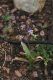 image of Cyanella hyacinthoides