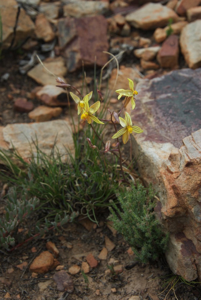Tecophilaeaceae Cyanella lutea