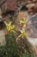 image of Cyanella lutea