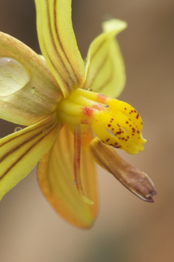 Tecophilaeaceae Cyanella lutea