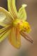 image of Cyanella lutea