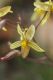 image of Cyanella lutea