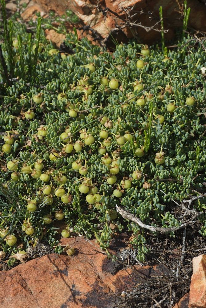Zygophyllaceae Zygophyllum sessilifolium