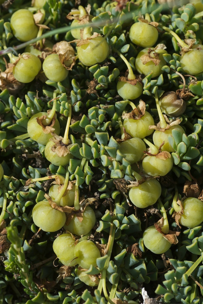 Zygophyllaceae Zygophyllum sessilifolium