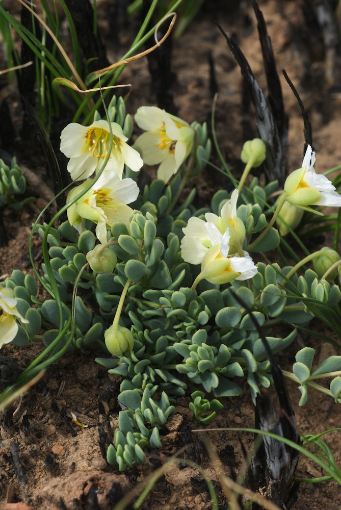 Zygophyllaceae Zygophyllum sessilifolium