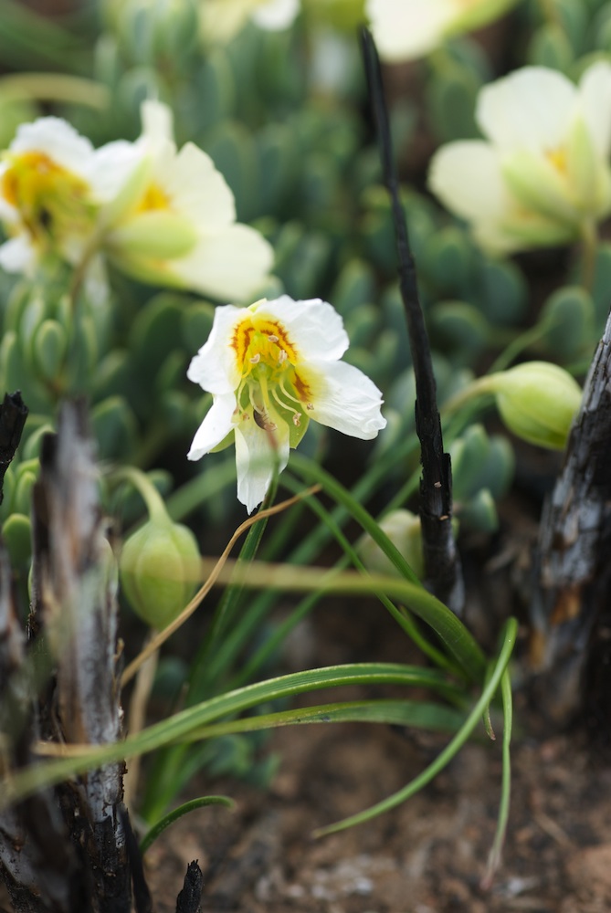 Zygophyllaceae Zygophyllum sessilifolium