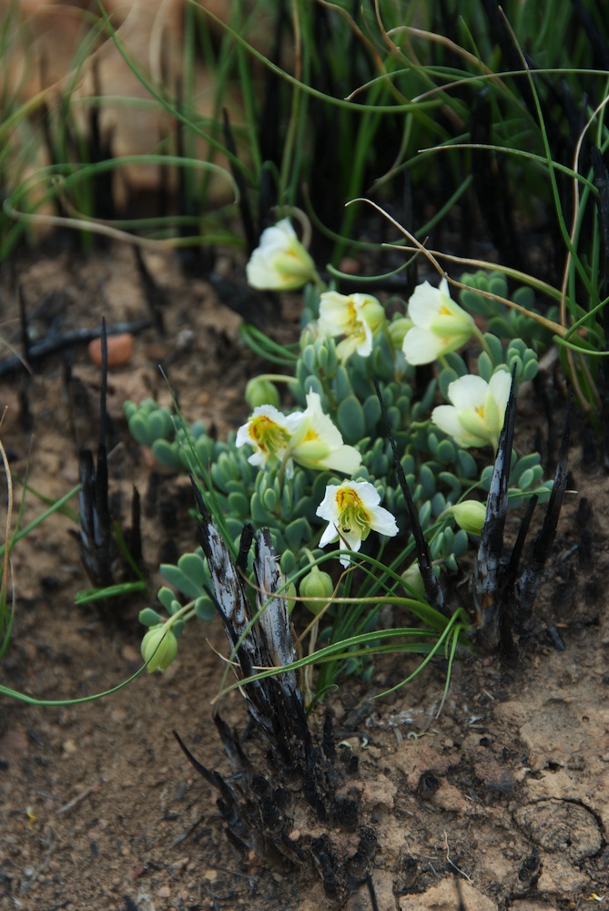 Zygophyllaceae Zygophyllum sessilifolium