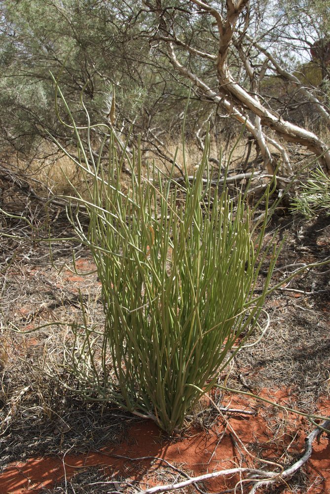 Apocynaceae Sarcostemma australe