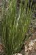 image of Sarcostemma australe
