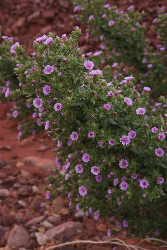 Asteraceae Streptoglossa odora
