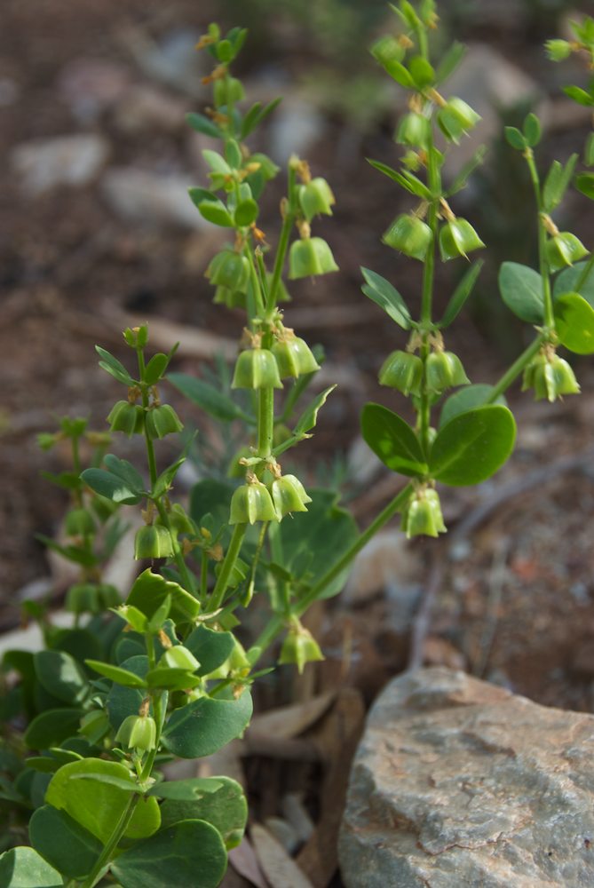 Zygophyllaceae Zygophyllum apiculatum
