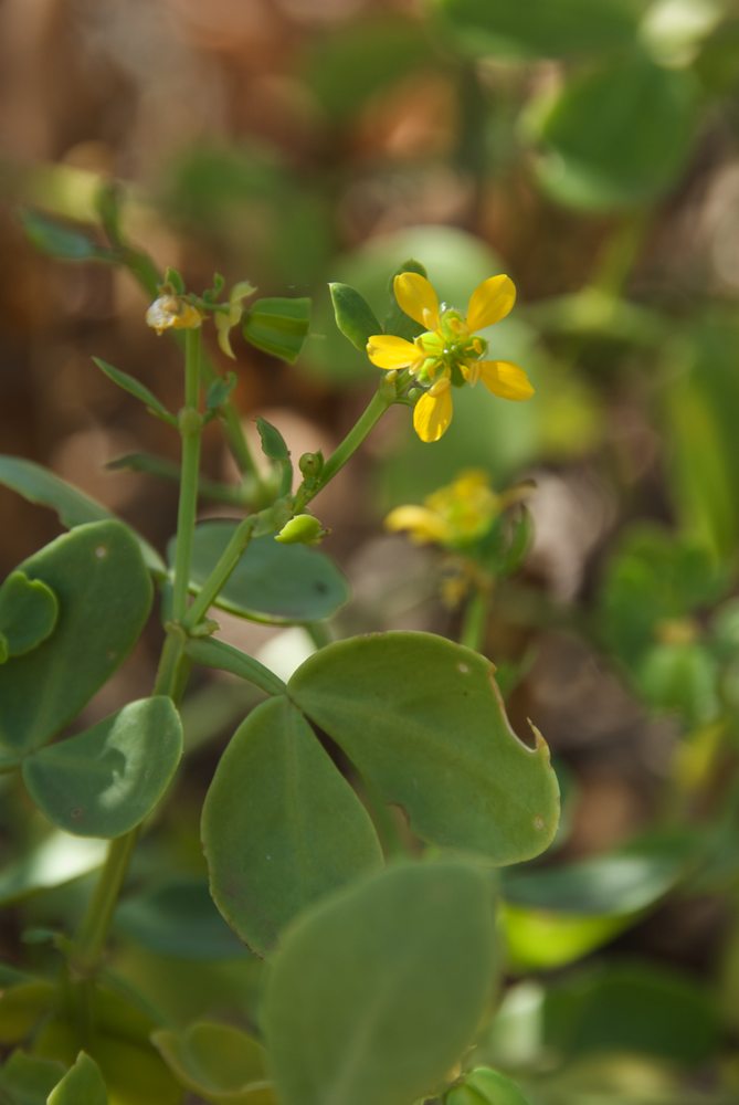 Zygophyllaceae Zygophyllum apiculatum