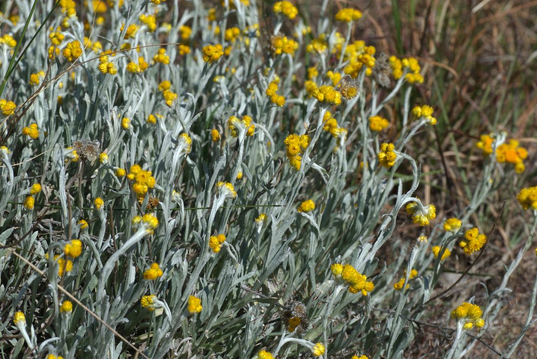 Asteraceae Chrysocephalum apiculatum