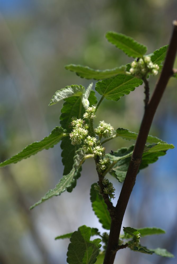 Malvaceae Gynatrix pulchella