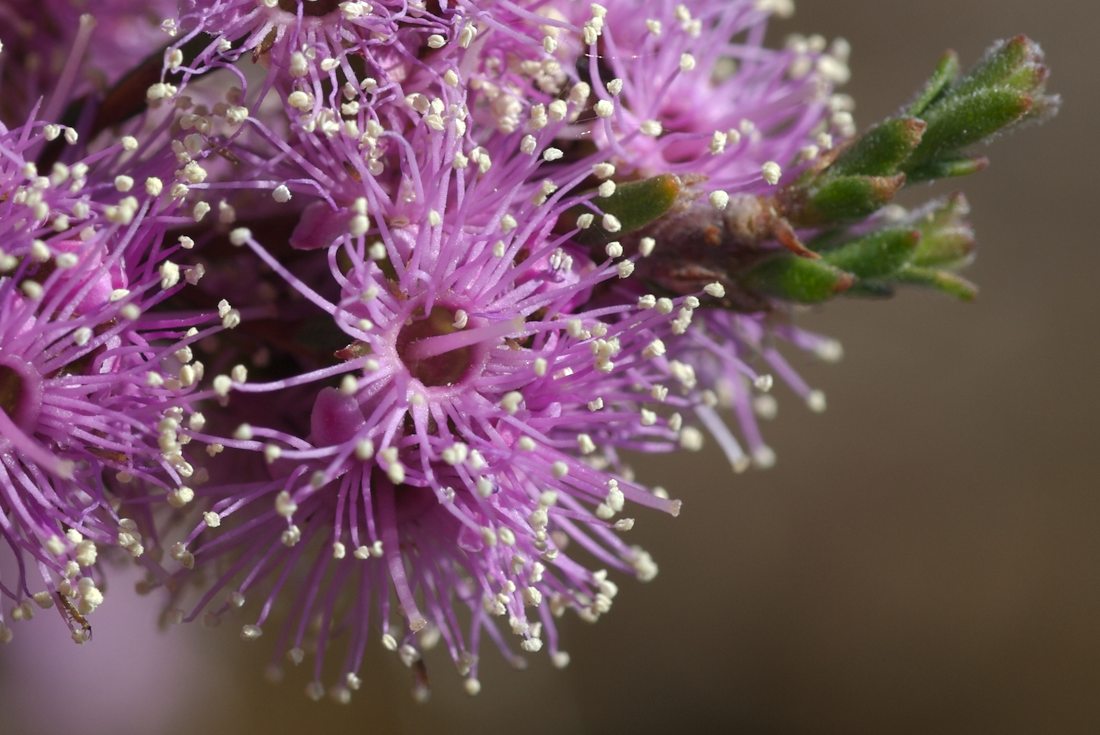 Myrtaceae Kunzea parvifolia