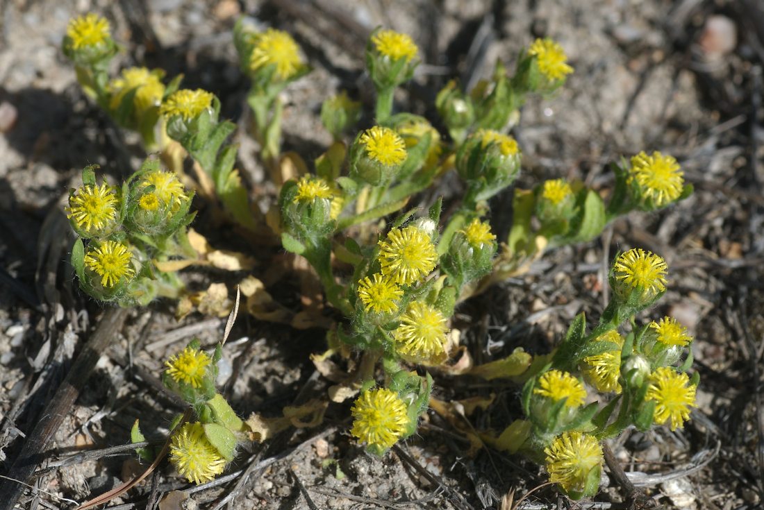 Asteraceae Triptilodiscus pygmaeus