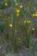 image of Bulbine bulbosa