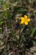 image of Hypericum gramineum