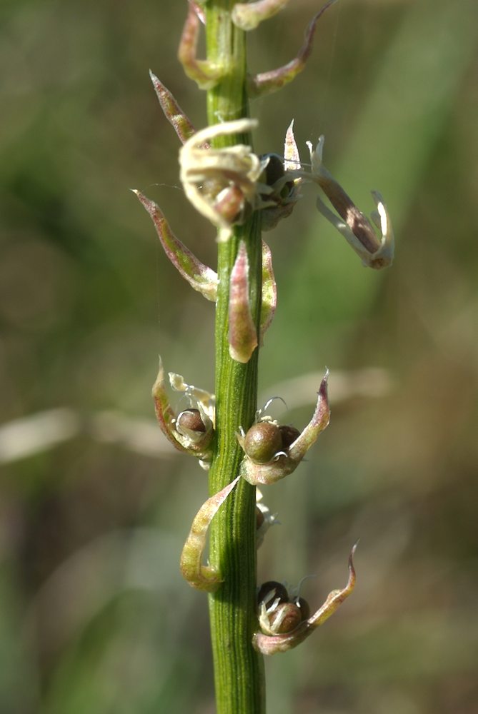 Celastraceae Stackhousia monogyna