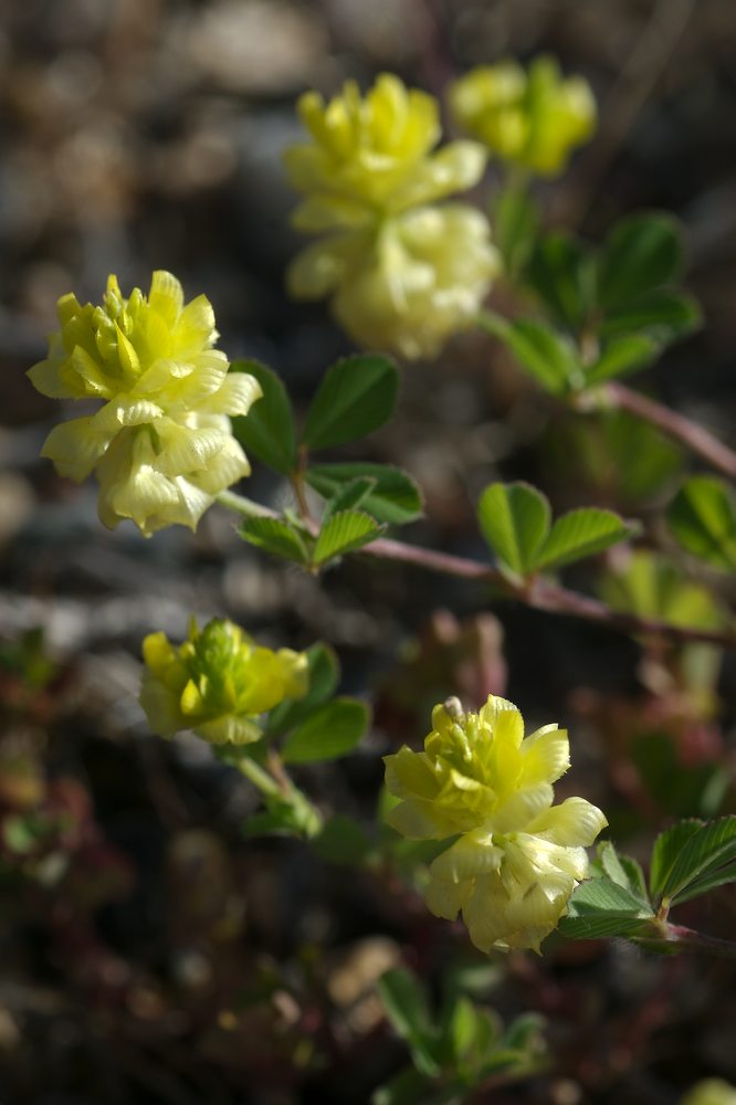 Fabaceae Trifolium campestre