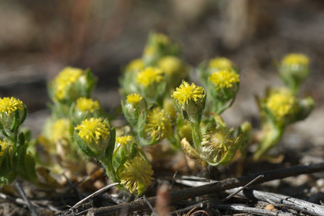 Asteraceae Triptilodiscus pygmaeus