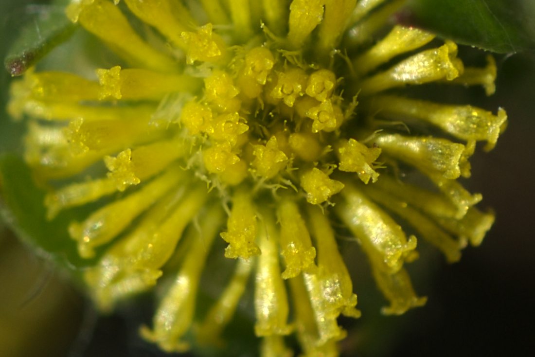 Asteraceae Triptilodiscus pygmaeus