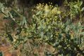 image of Acacia victoriae