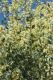 image of Acacia victoriae